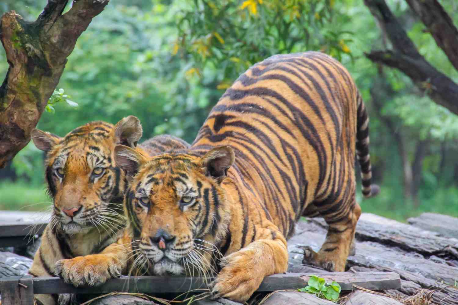 15 best tiger safaris to visit in karnataka