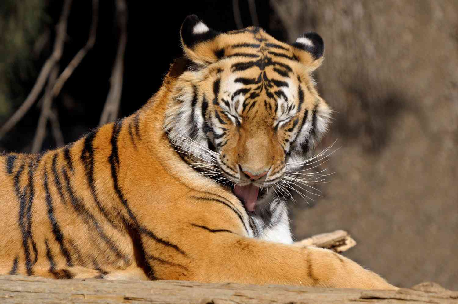 20 best wildlife tiger safari tours to visit in india