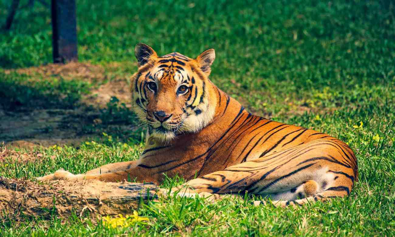 3 Wildlife Safaris In Bangalore: Best Time to Visit and Entry Fee