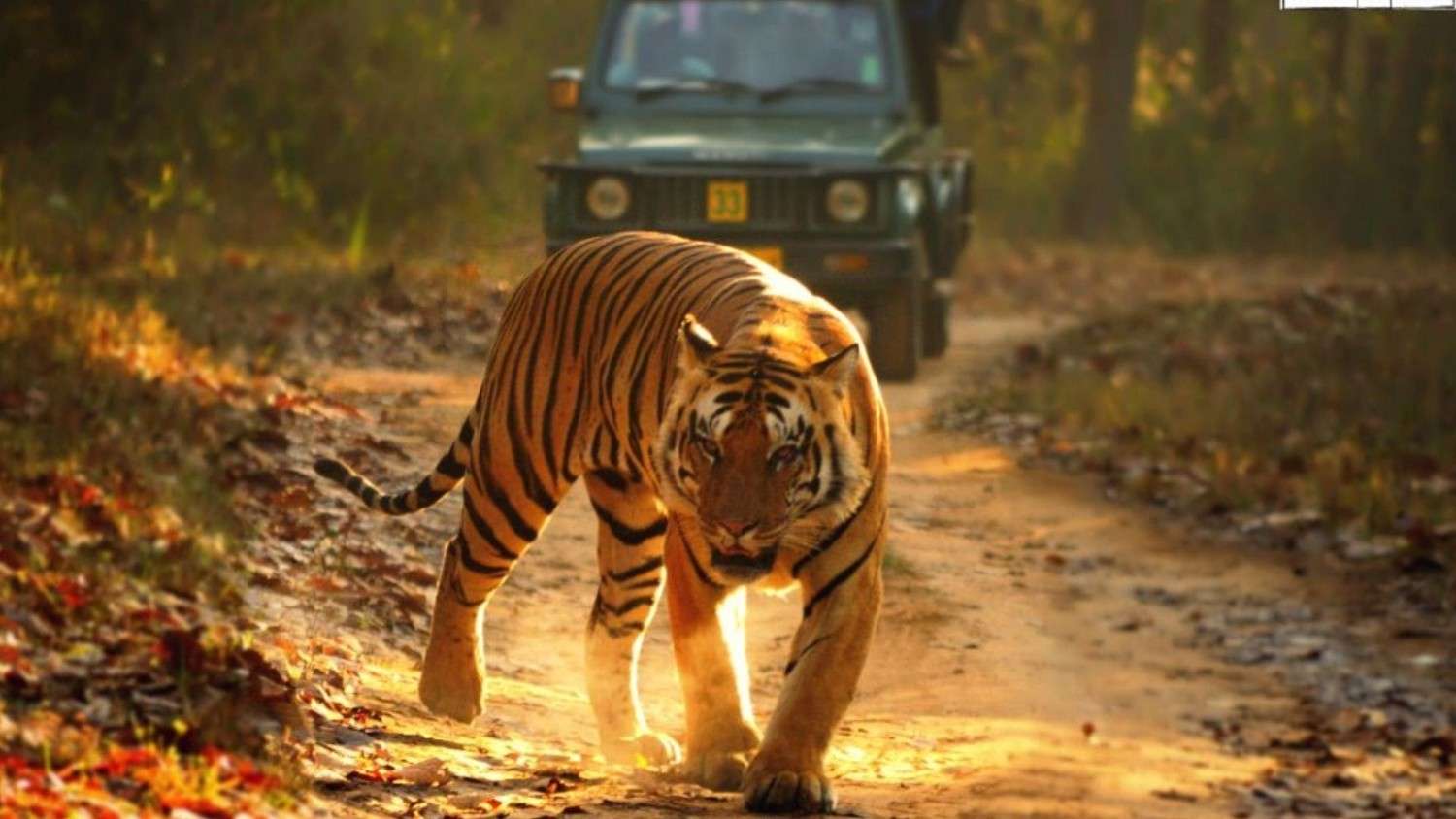 5 best wildlife safaris to visit near dandeli