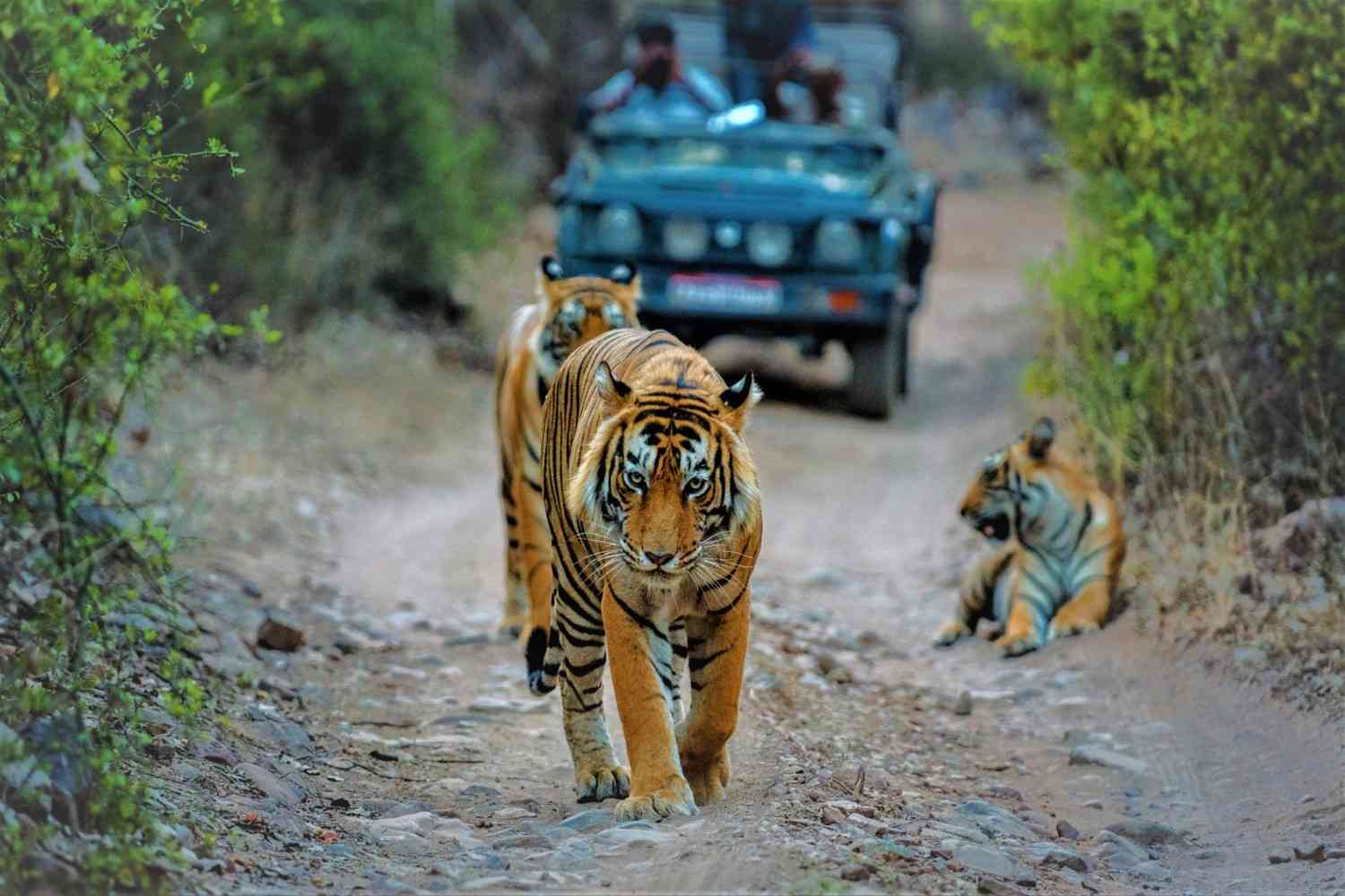 6 best tiger safaris to visit in maharashtra