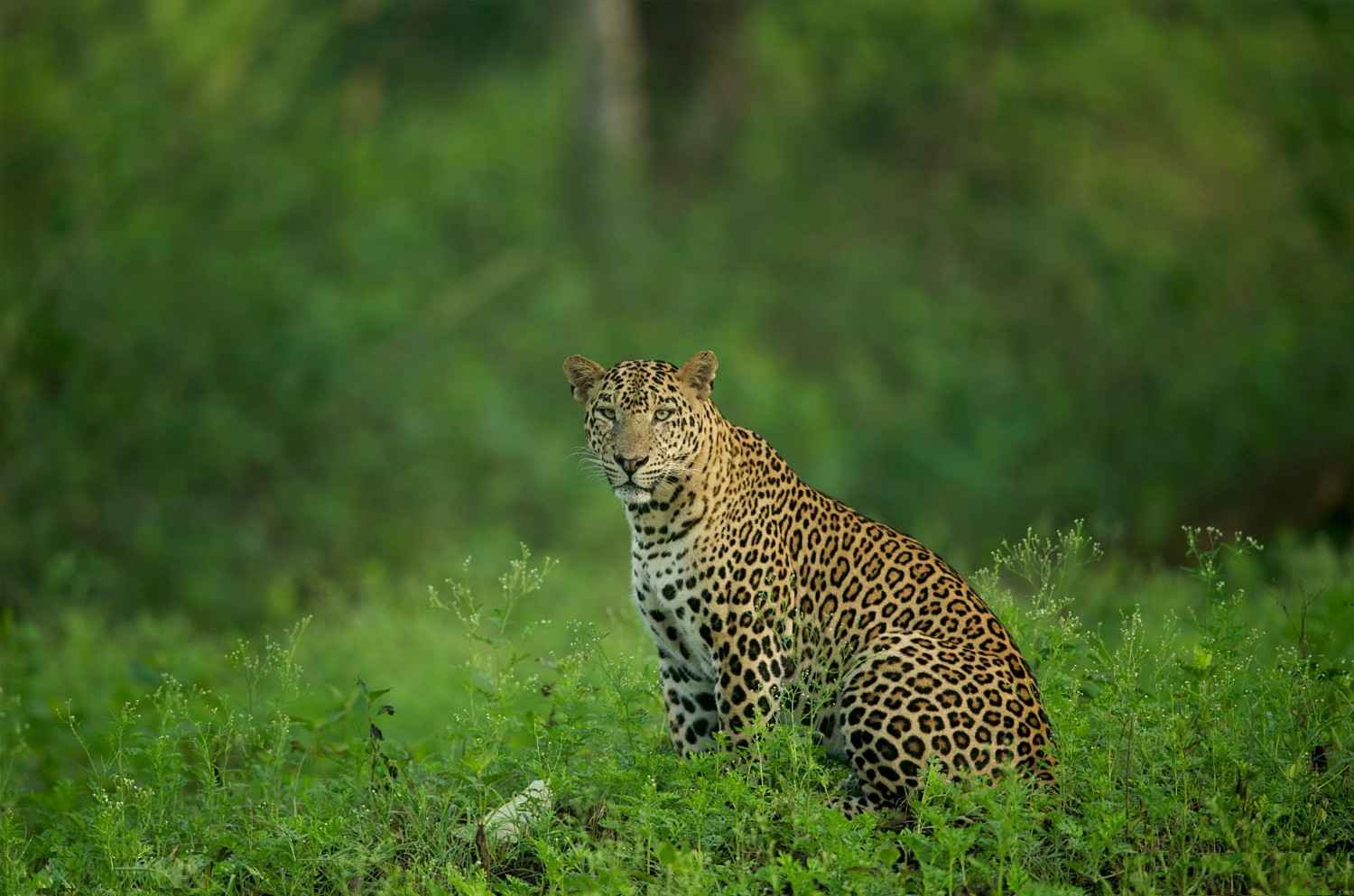 7 best wildlife and forest safaris to visit near kabini