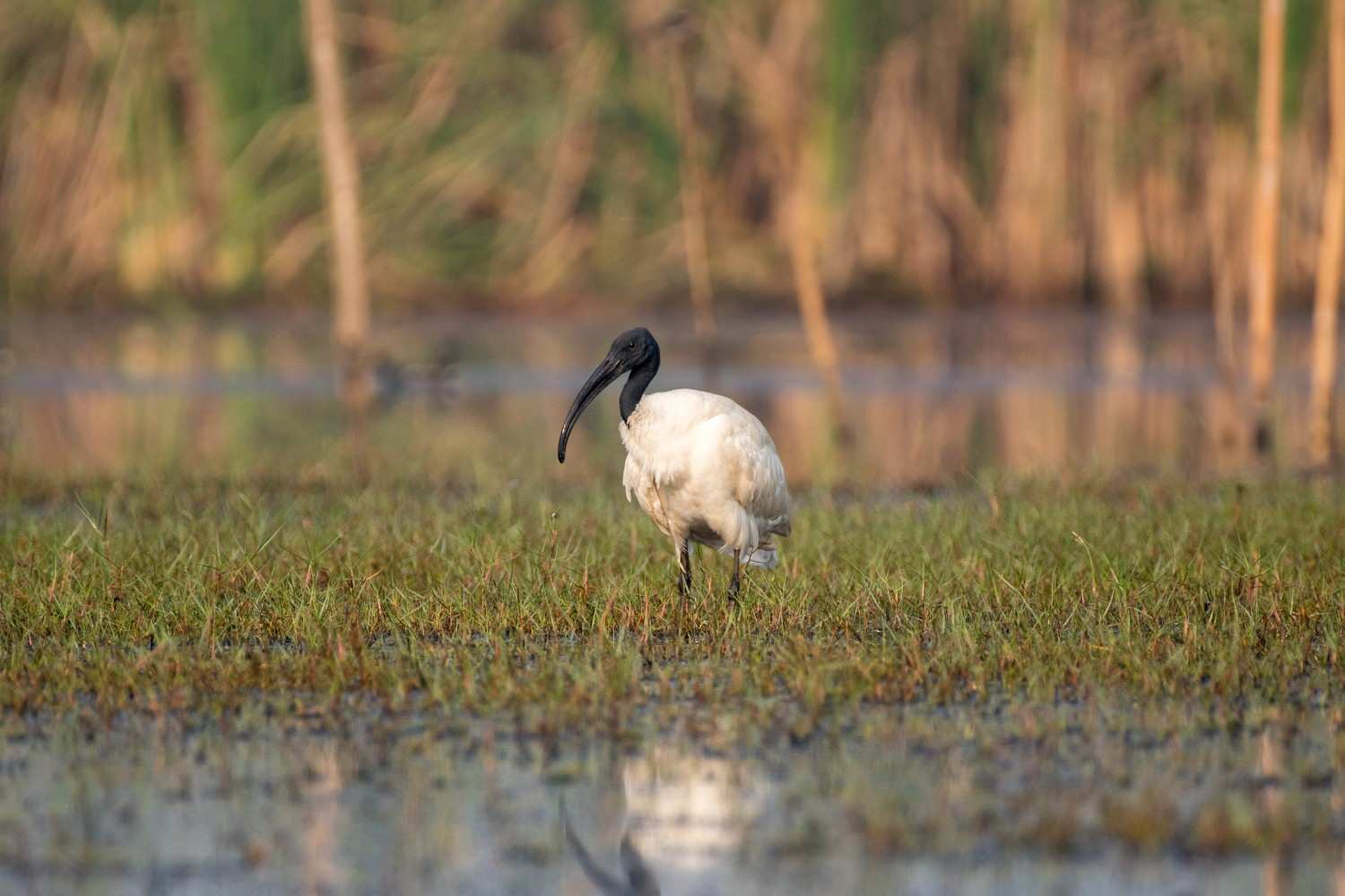 7 most famous and largest bird sanctuaries to visit in kerala