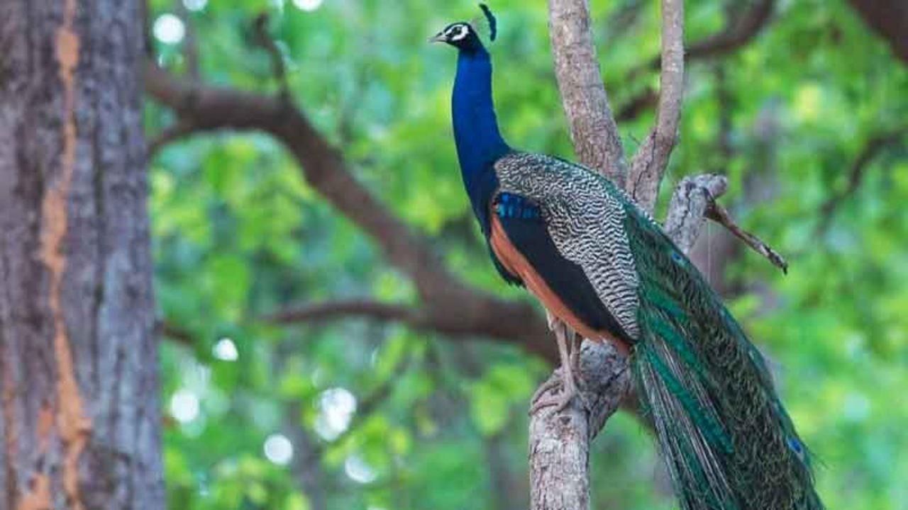 adichunchanagiri bird sanctuary