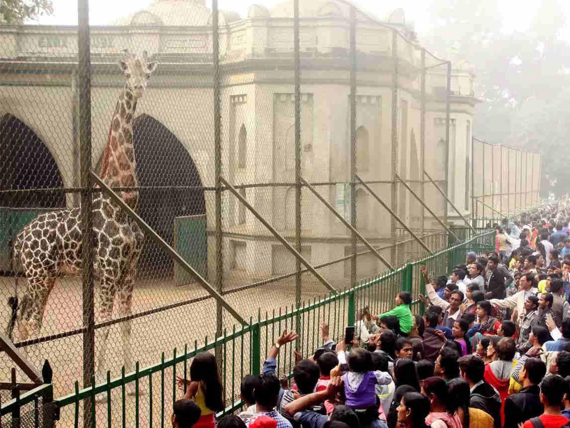 alipore zoological gardens 