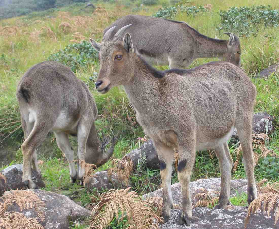 amarambalam reserved forest