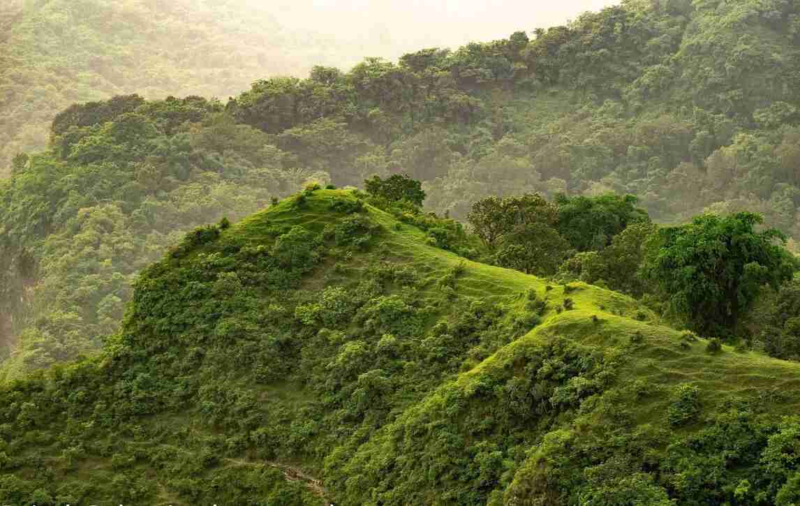 amboli image