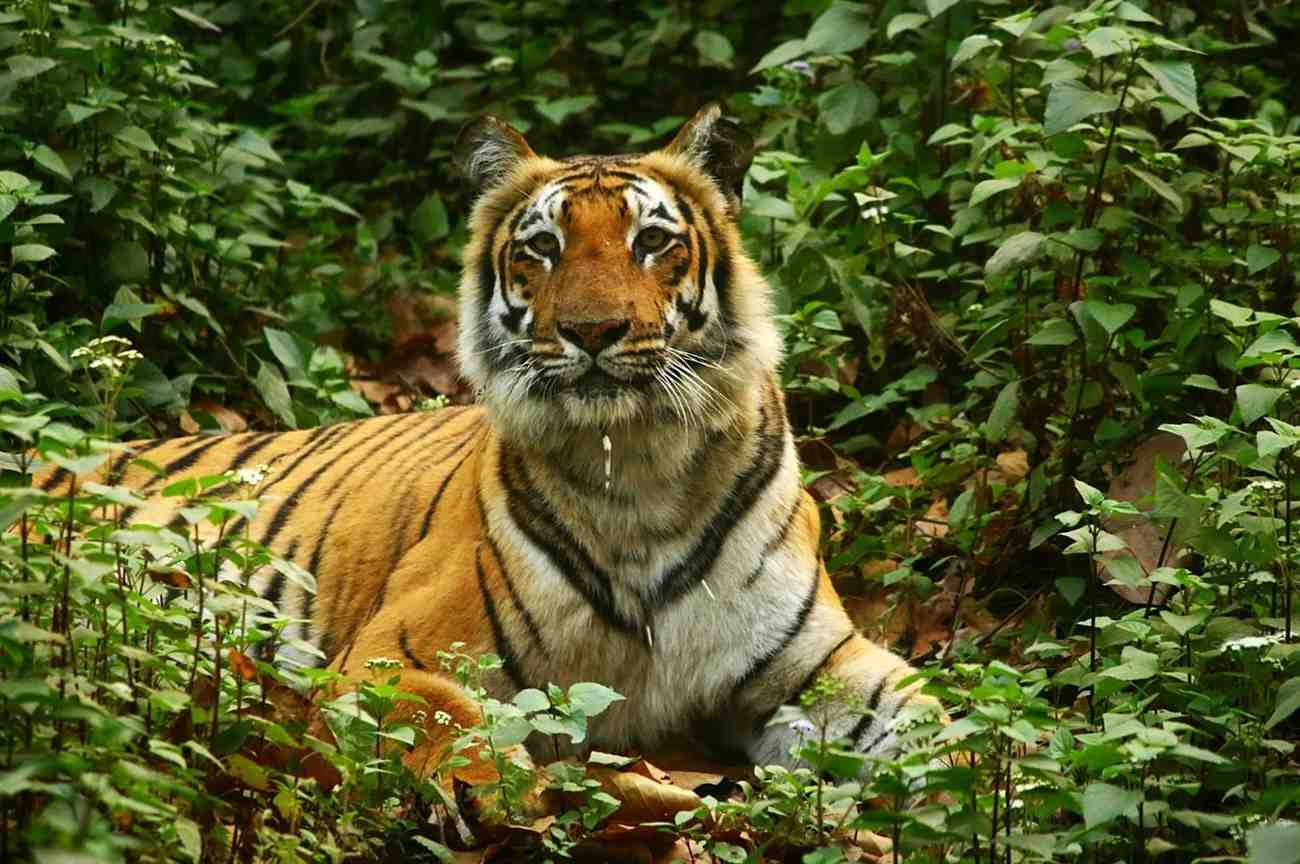 anamalai tiger reserve