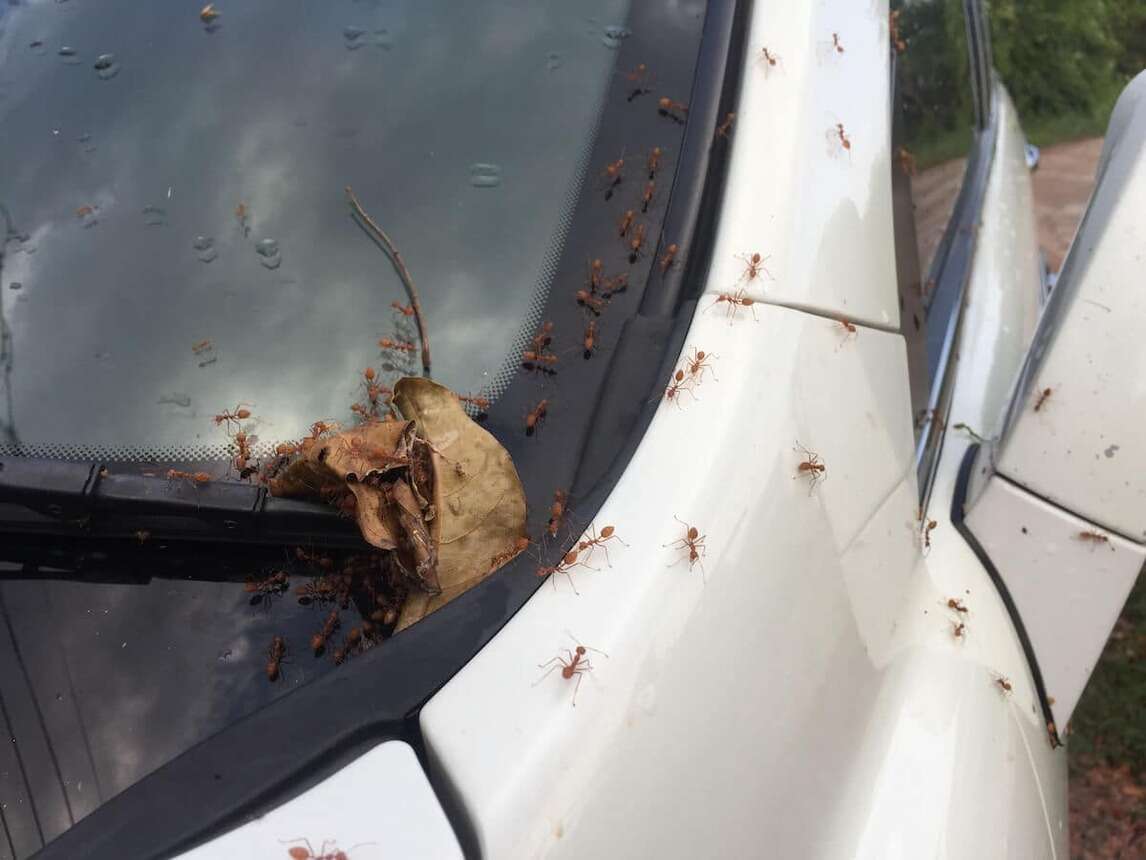 ants on toyota