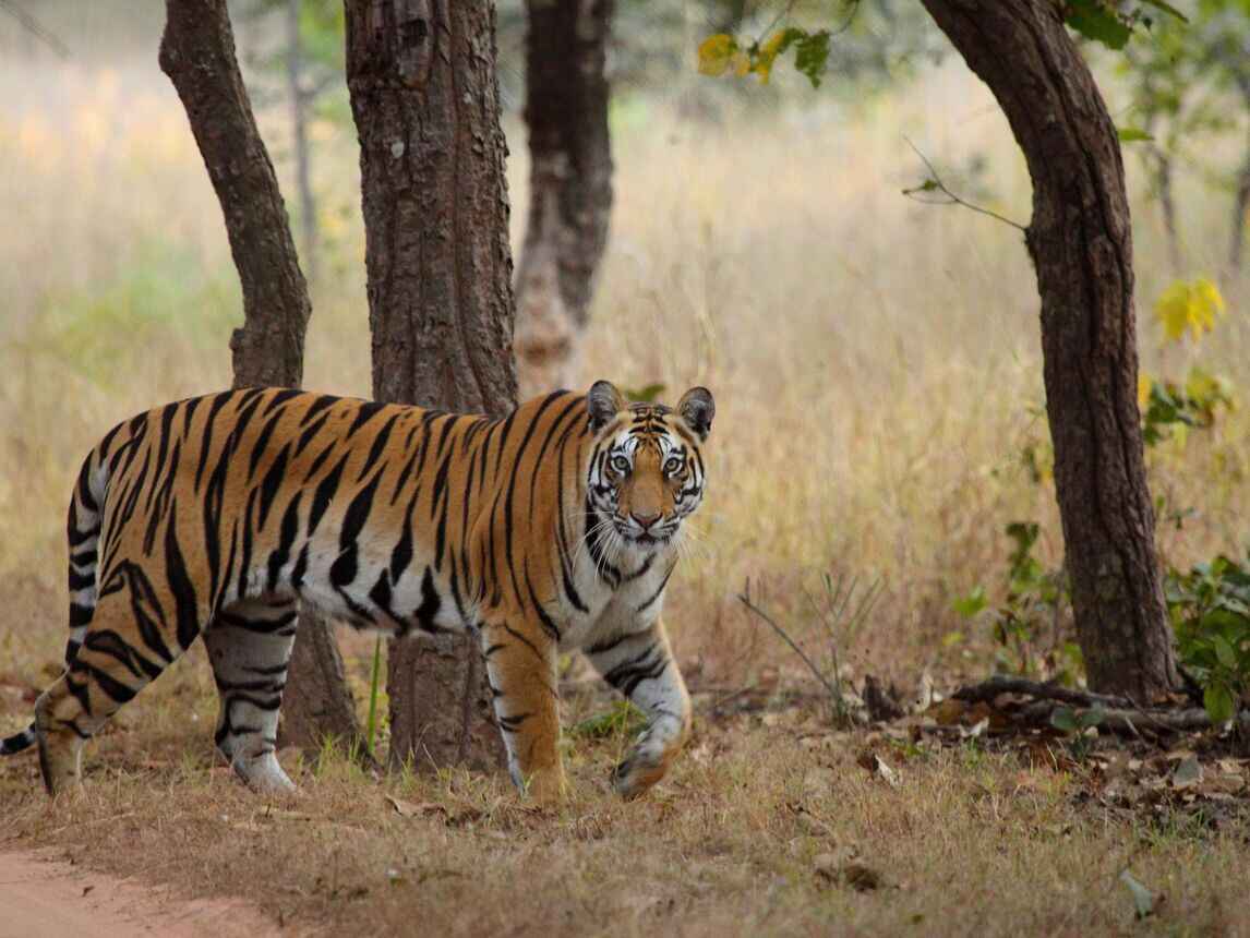 bandhavgarh national park mp