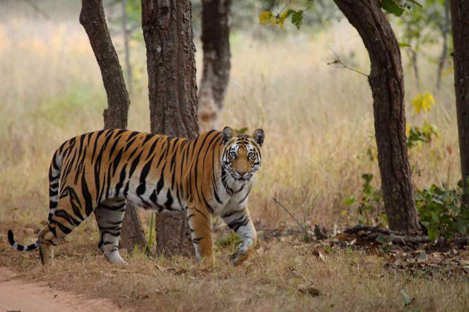 bandhavgarh tiger park and national reserve