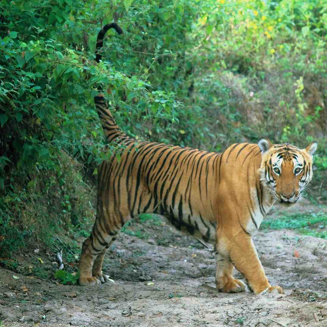 bandipur national park