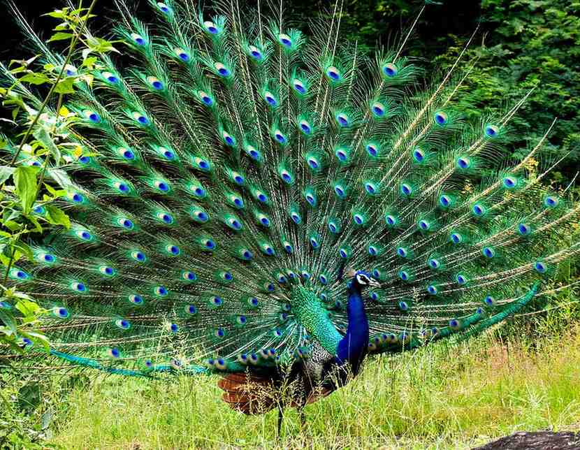 bankapura peacock sanctuary