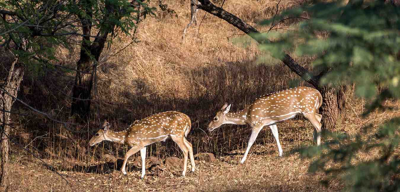 barda wildlife sanctuary porbandar