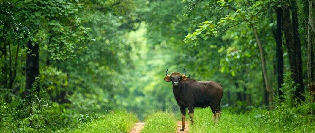 barnawapara wildlife sanctuary