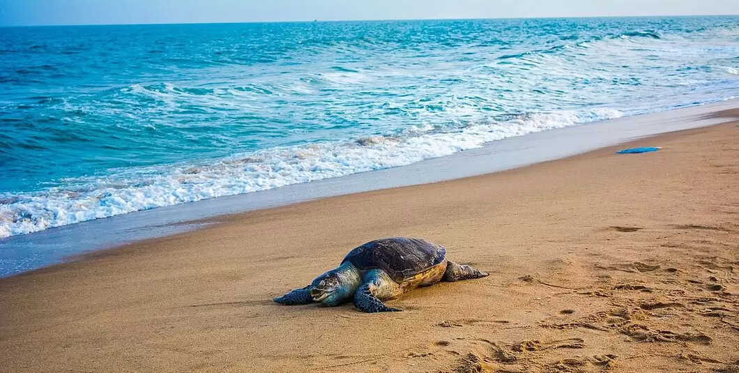 beaches in puducherry