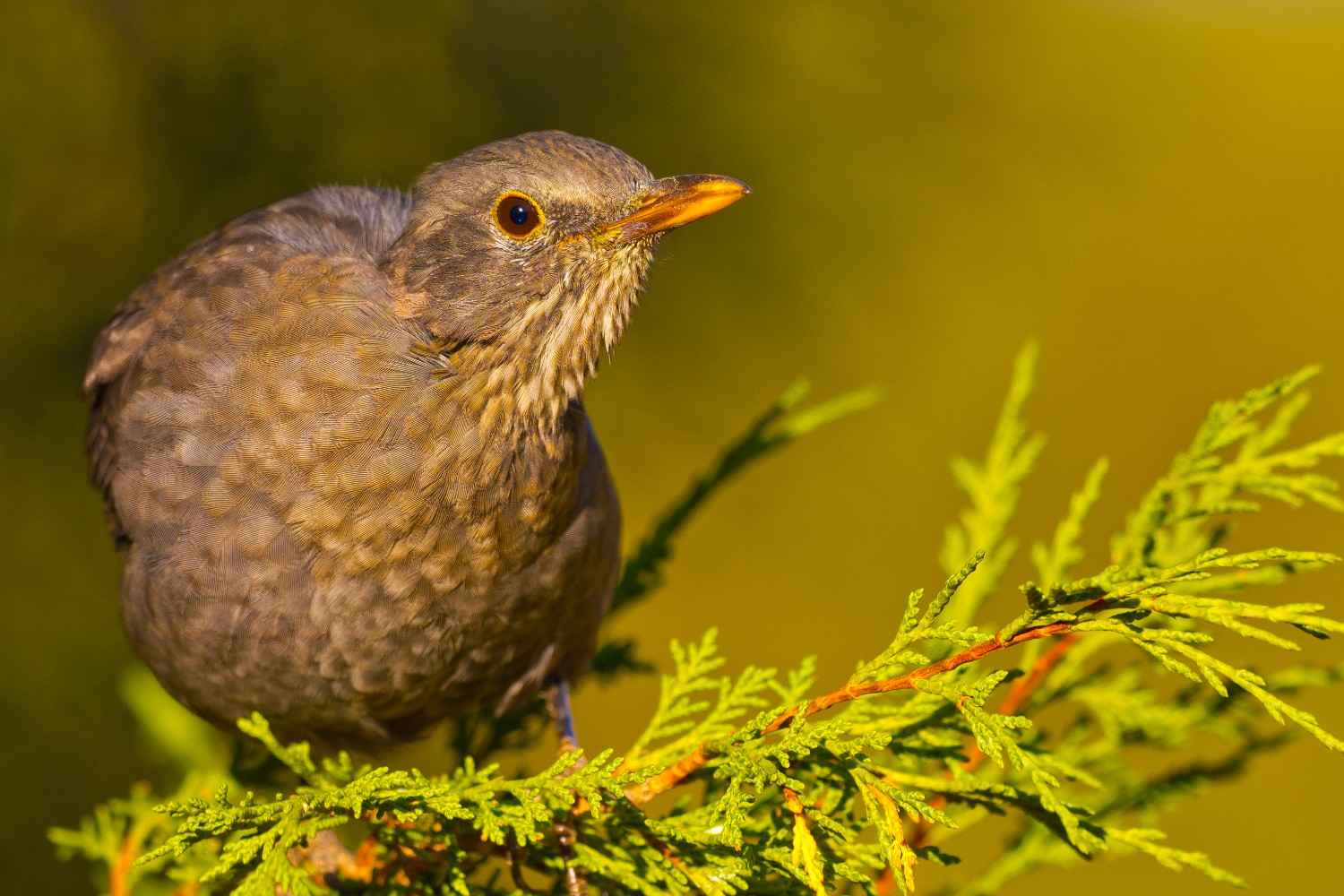 best bird park%26 sanctuaries to visit in mysore