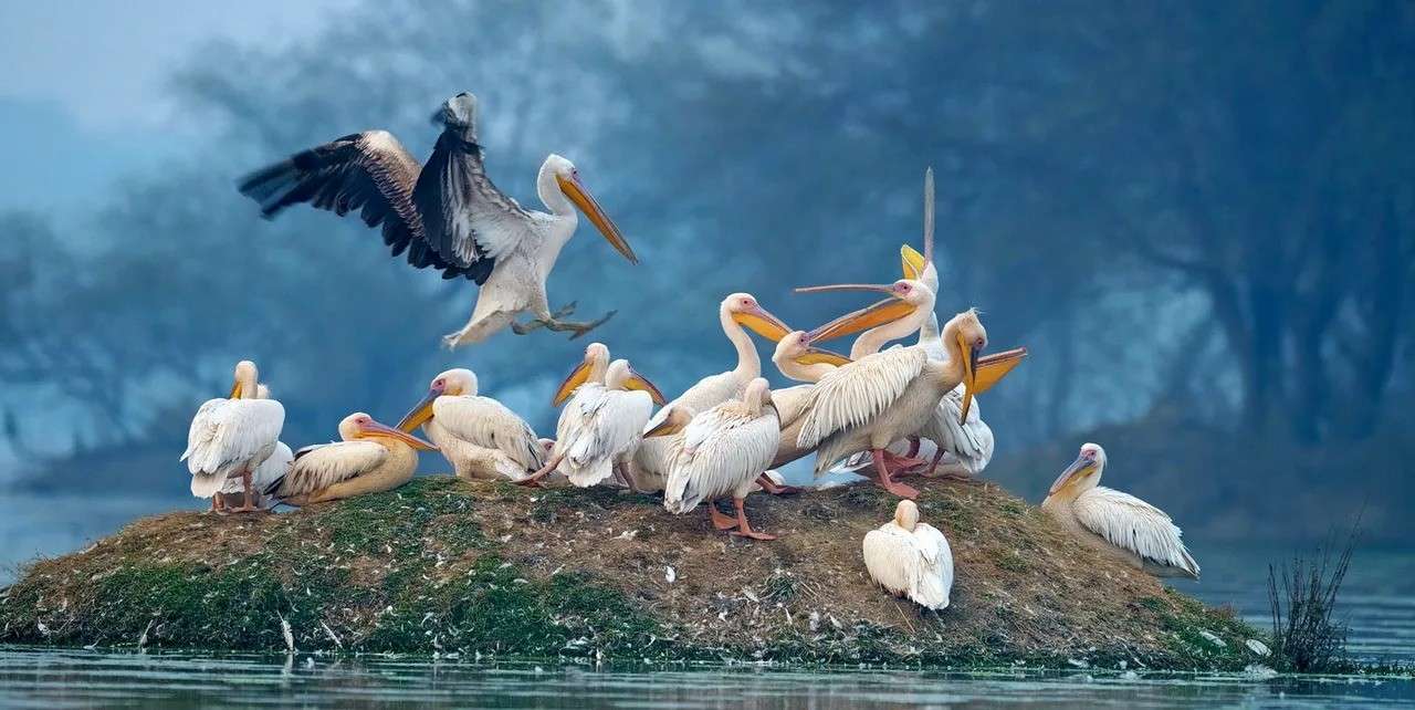 bharatpur bird sanctuary