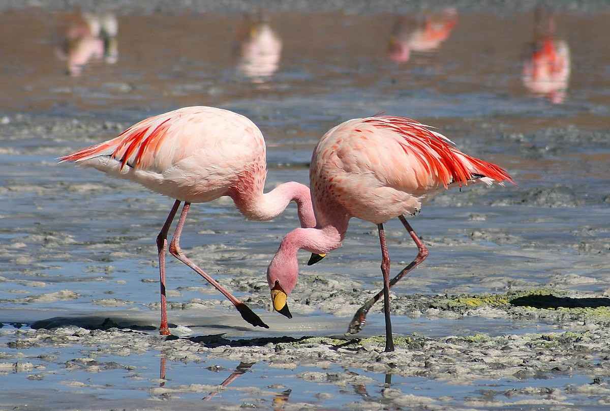 bhigwan bird sanctuary in maharashtra