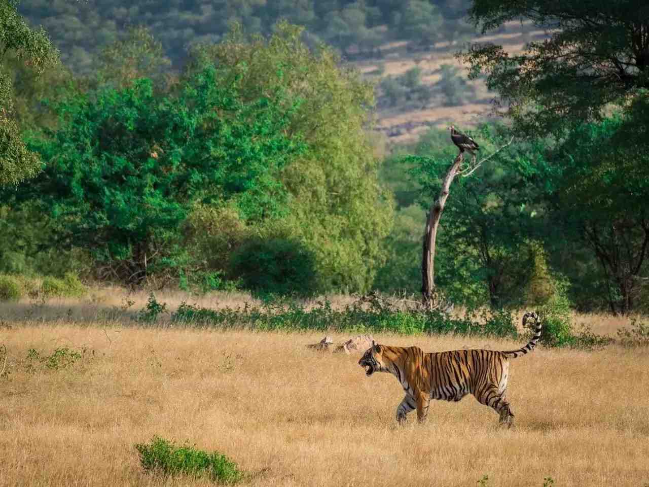 bhima shankar wildlife sanctuary in maharashtra