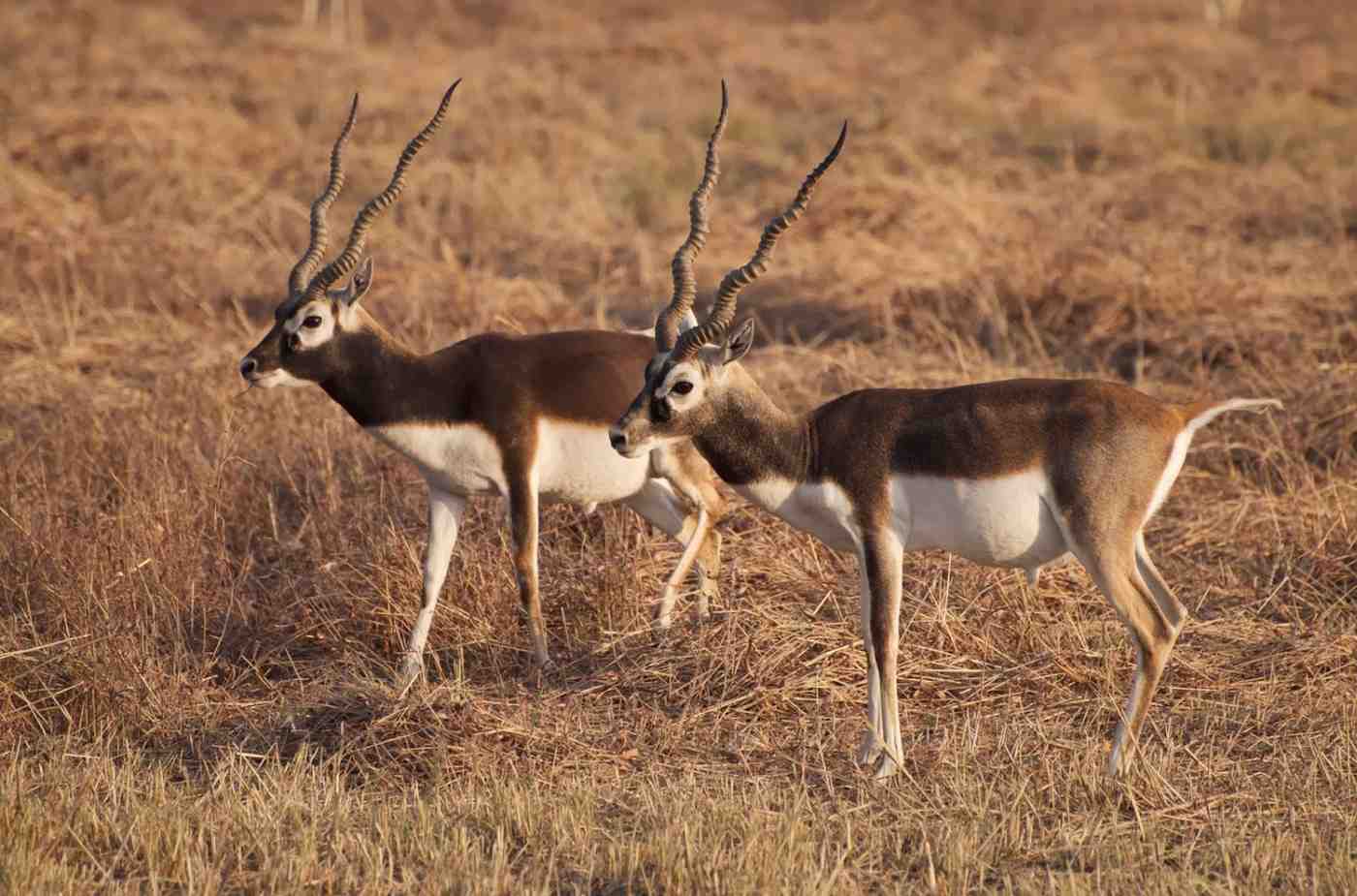 black buck national park velavader