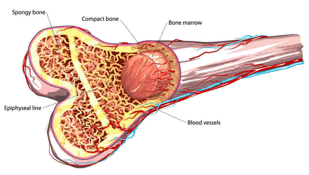 Bone Marrow Cancer Types Symptoms And Treatment