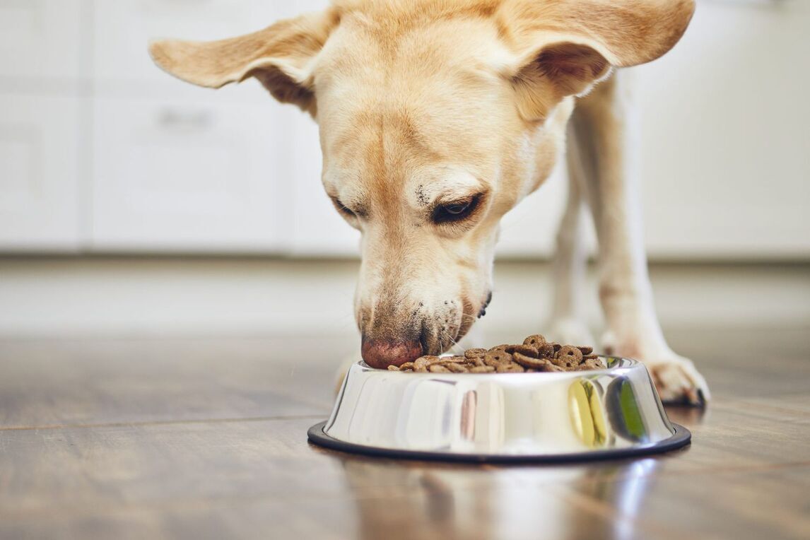 What food shop should dogs eat