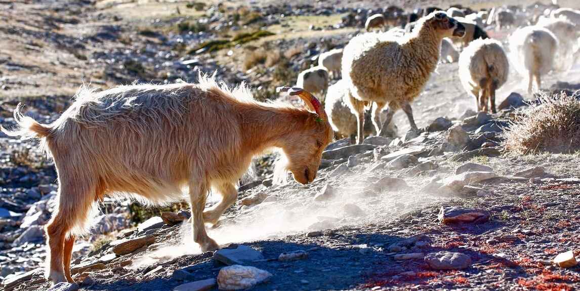 changthang cold desert wildlife sanctuary