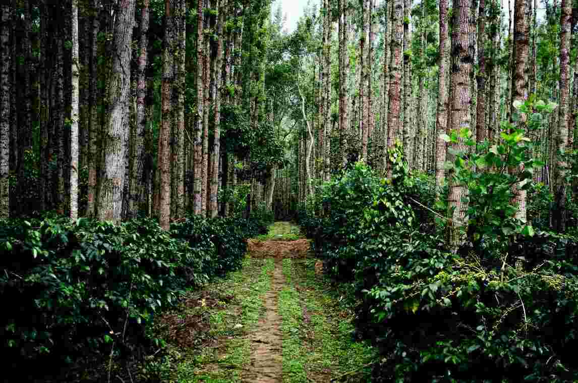 chikmagalur