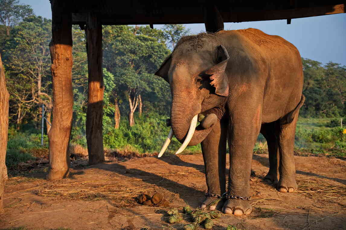 chitwan national park sonepur