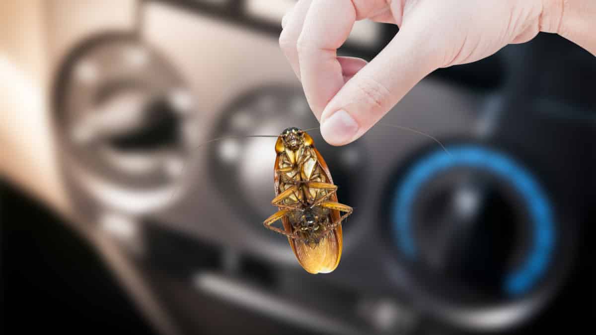 cockroach in car