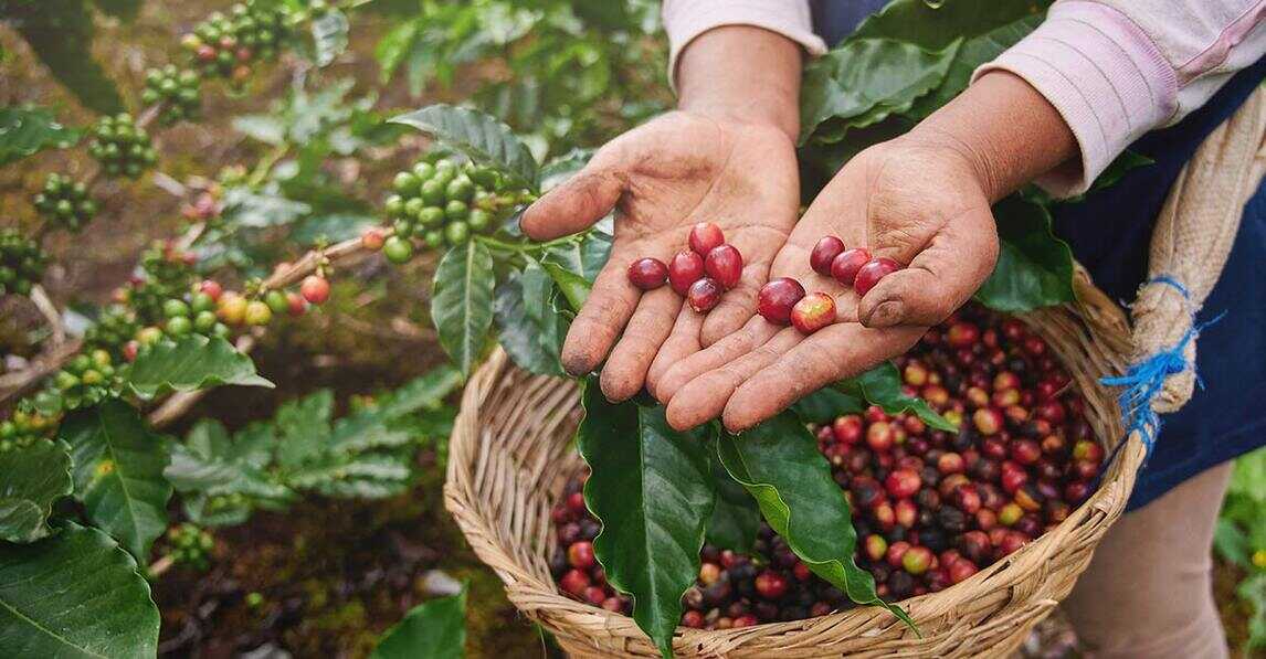 coffee tasting in karnataka