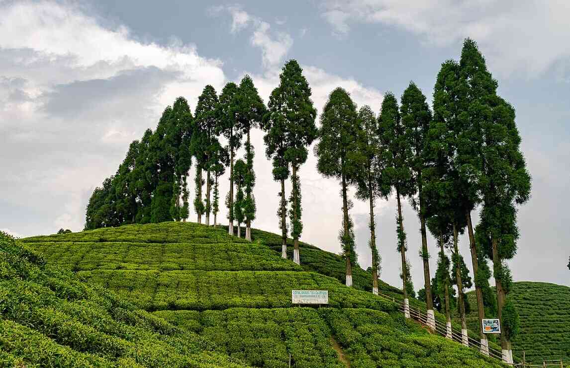 darjeeling bestplace