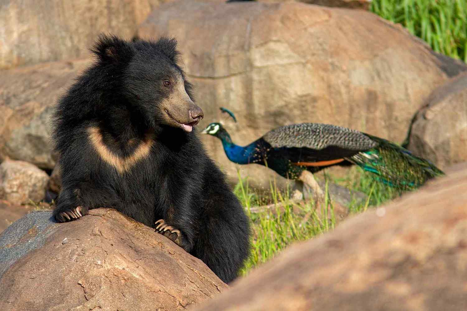 daroji bear sanctuary