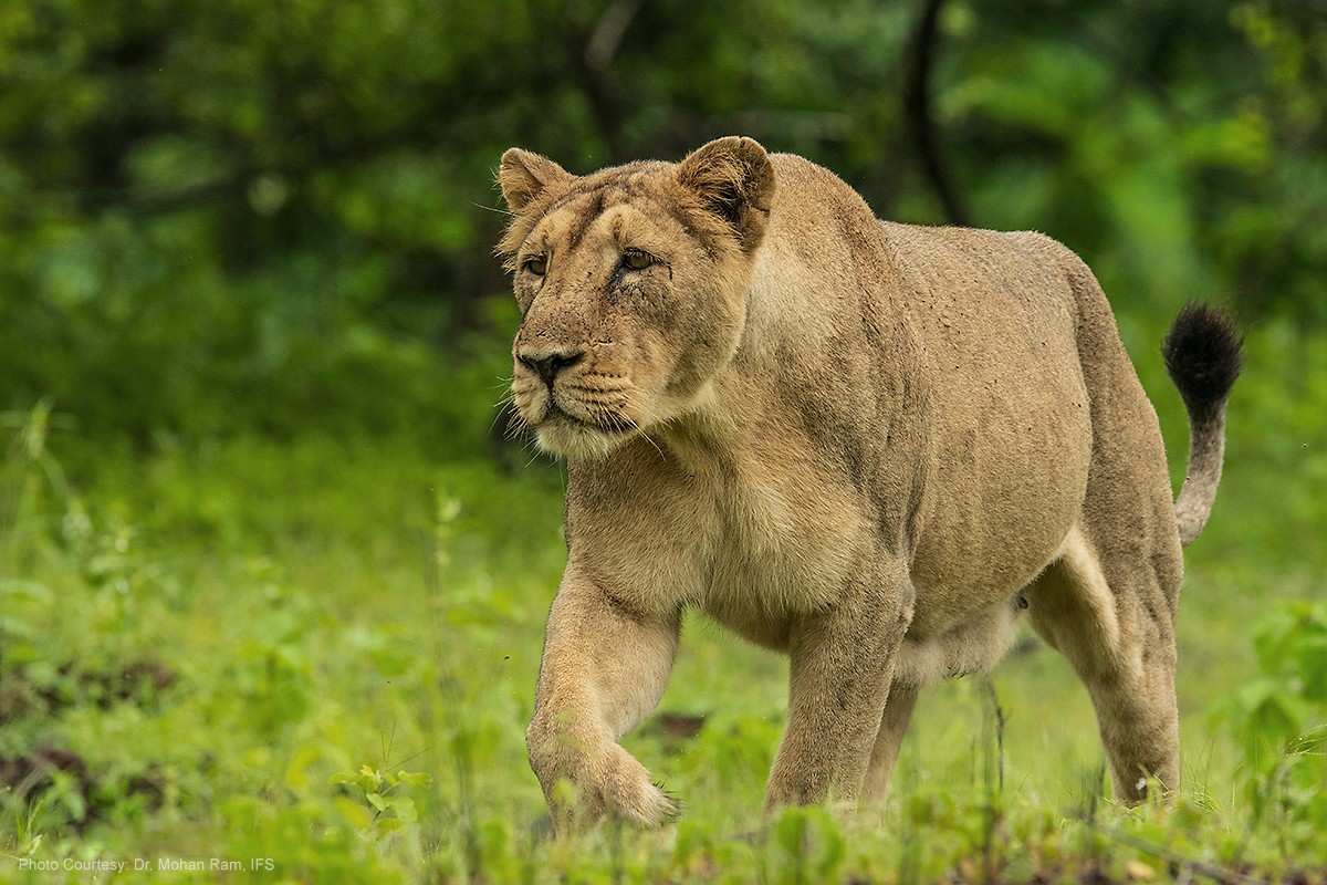 devalia gypsy safari park talala