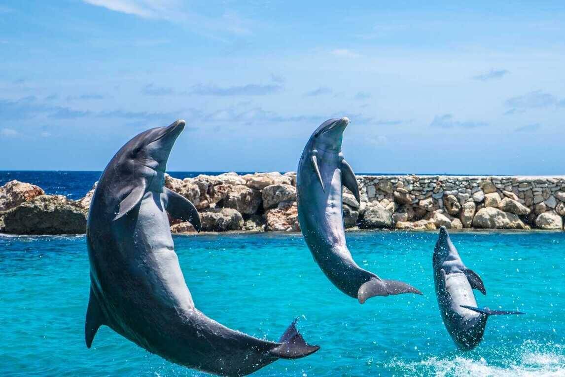 dophins goa