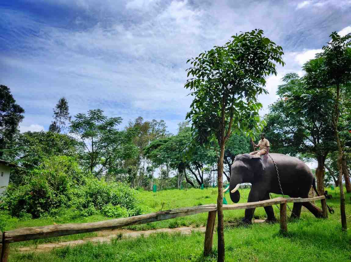 dubare elephant camp 