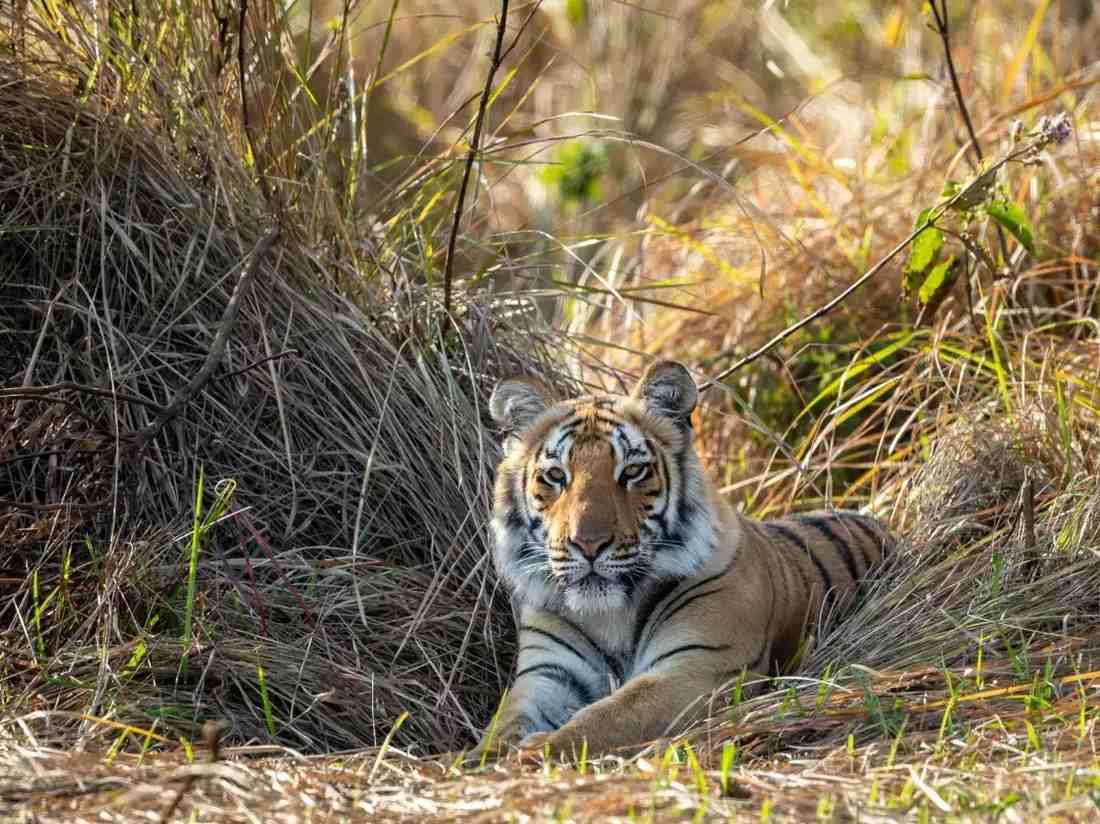 dudhwa national park