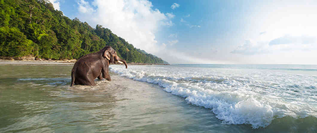 elephant beach andaman