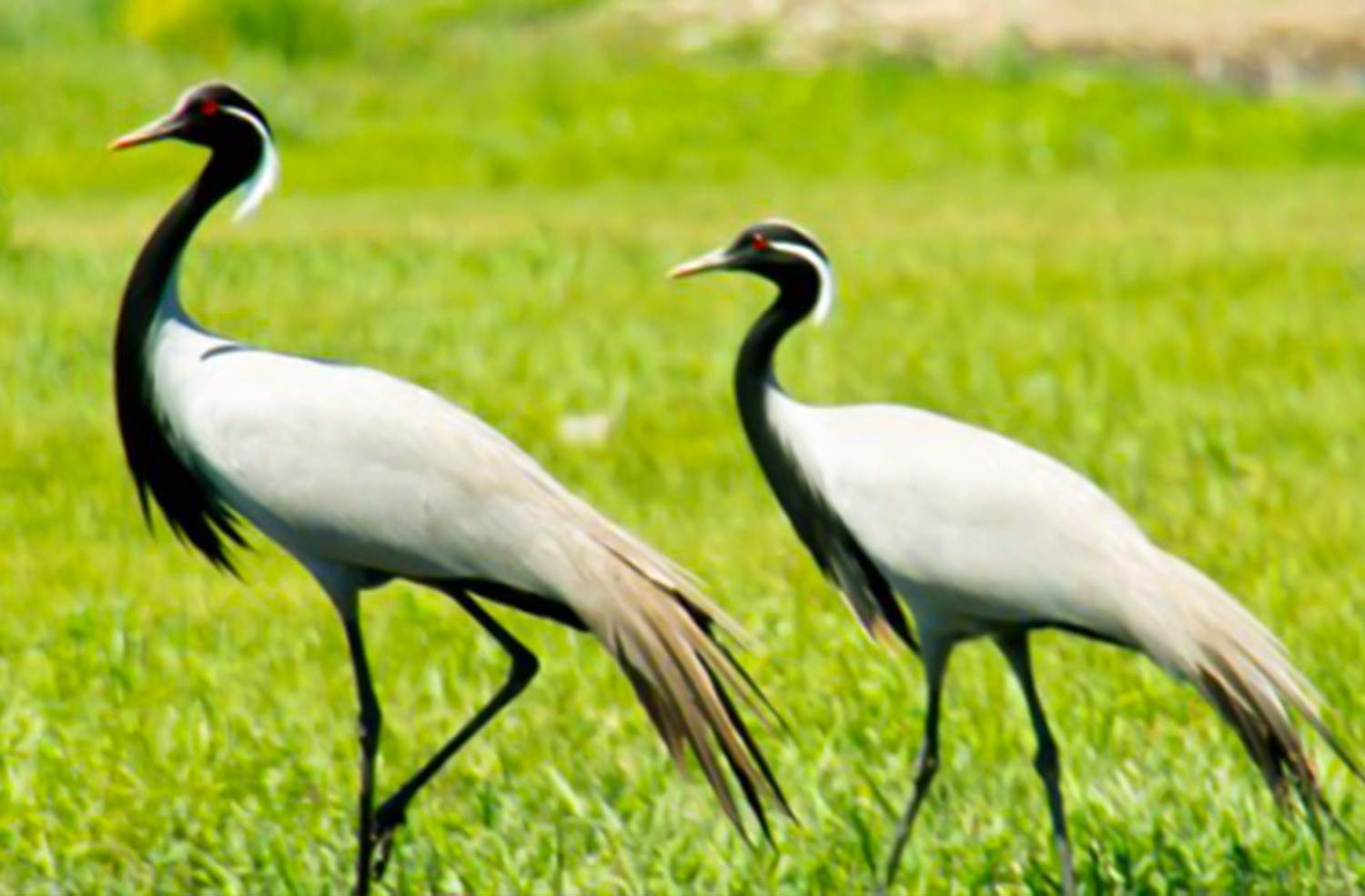 ghataprabha bird sanctuary