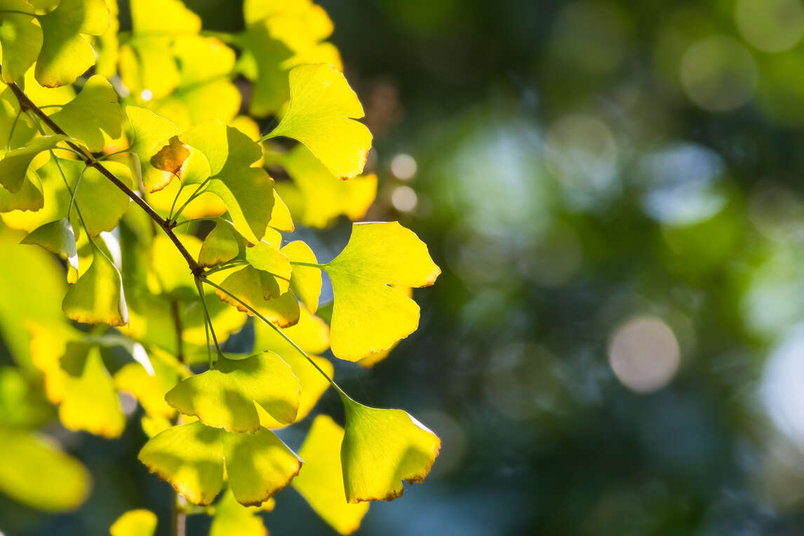Ginkgo Biloba: Benefits, Uses, Side Effects, and More