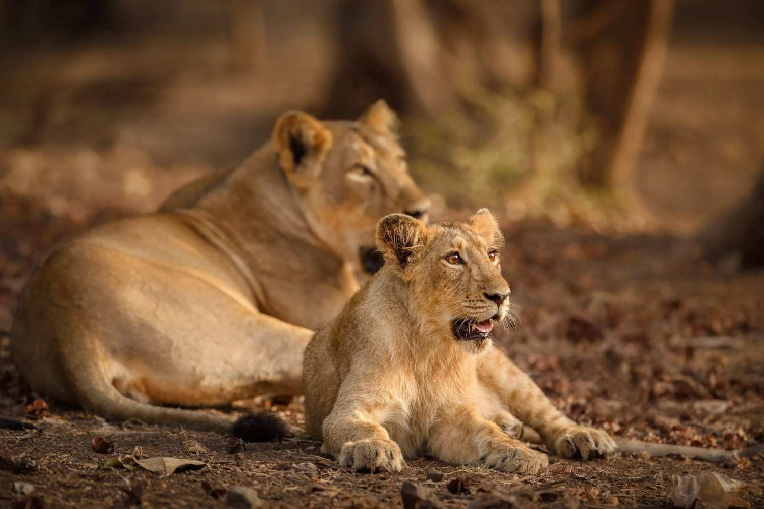 gir national park sasan gir