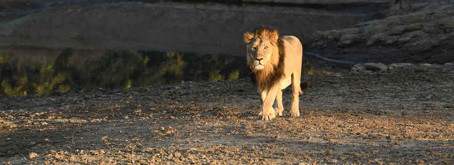 gir national park