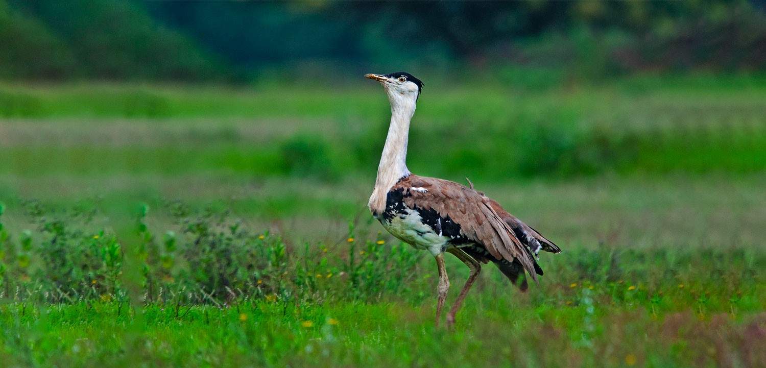 great indian bustard wildlife sanctuary in maharashtra