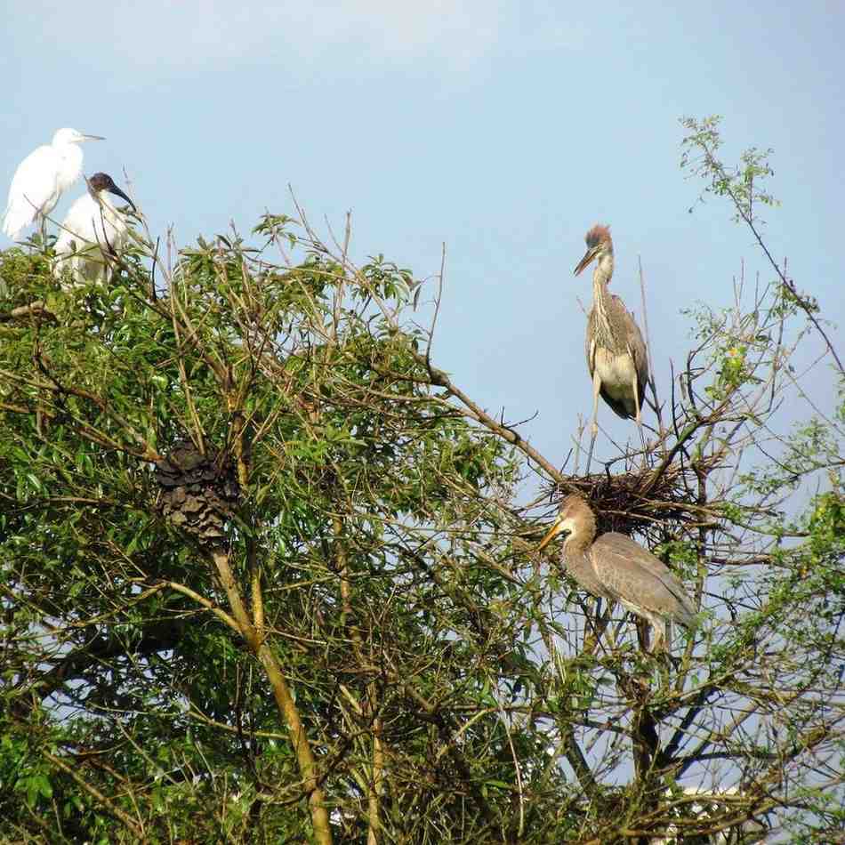 gudavi bird sanctuary