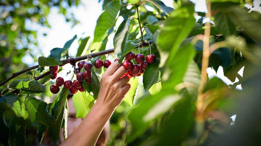 CHERRY BENEFITS FOR SKIN AND HAIR  Yarra Valley Cherries