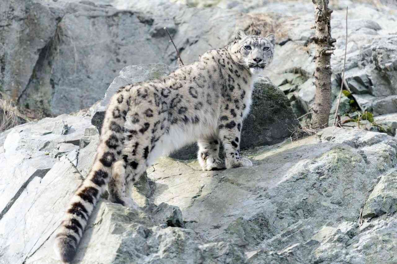 hemis national park