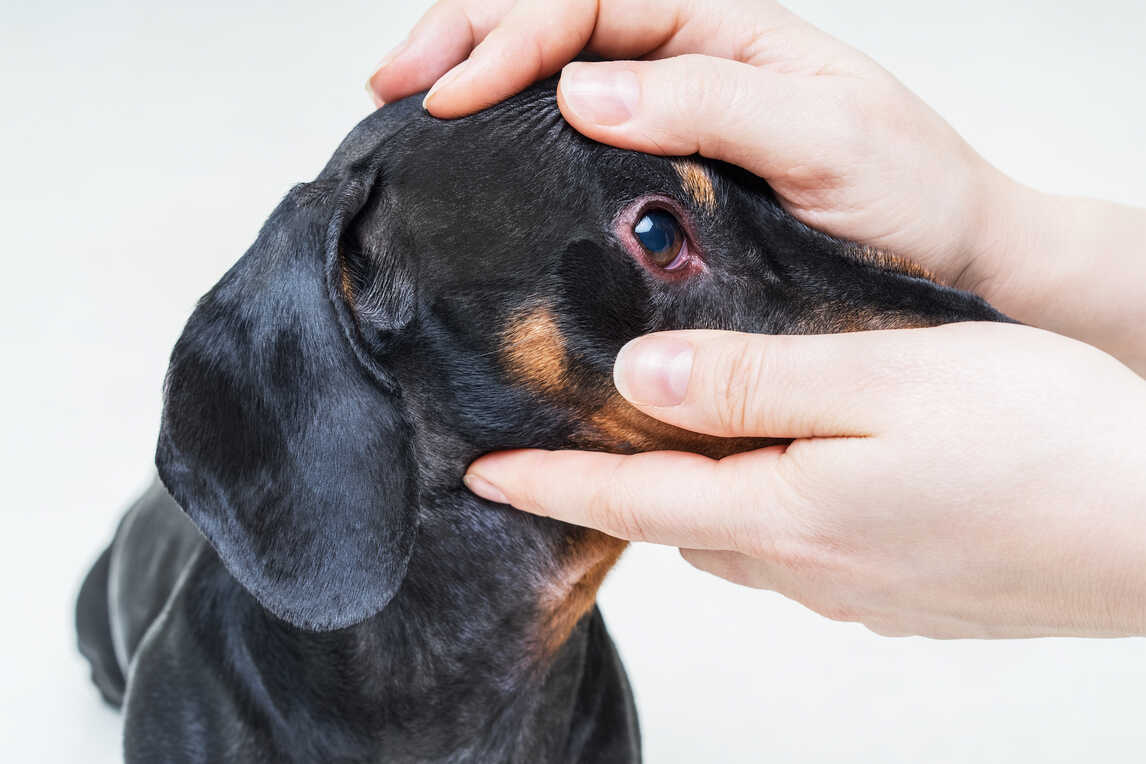 What Is Conjunctivitis In Dogs: Meaning, Symptoms & Diagnosis