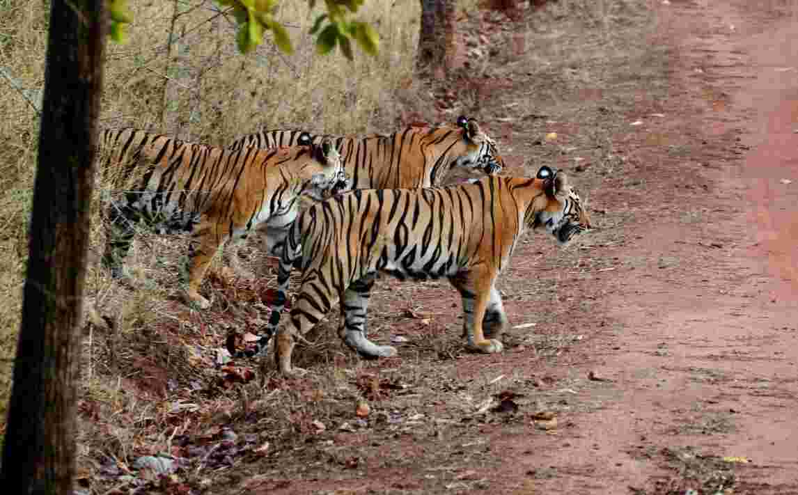 india tiger