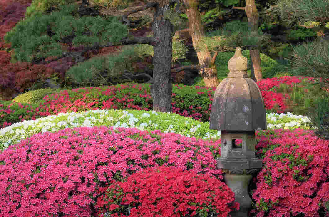 japanese rose garden